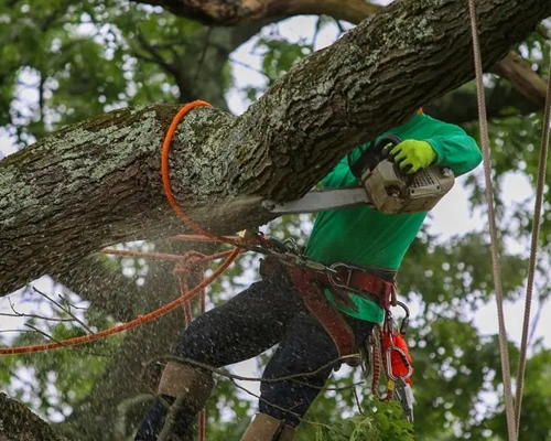 Anaheim's Safe and Reliable Tree Removal Service​