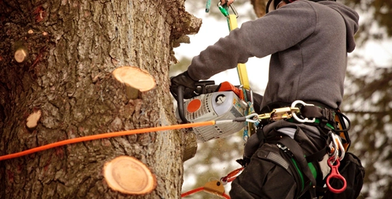 Your Premier Choice for Outstanding Tree Services​