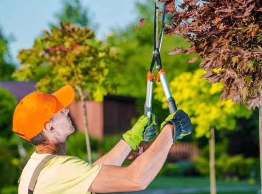 Expert Tree Trimming Services in Irvine, CA​