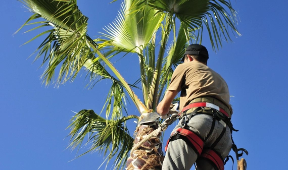 Expert Palm Trimming Services in Diamond Bar