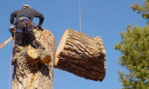 Expert Tree Removal Specialists in Anaheim, CA​
