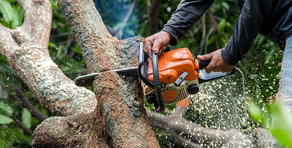 Tree Trimming Services in Irvine, CA for Quality and Value​