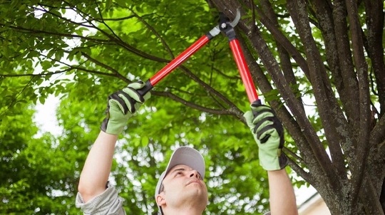 Affordable Tree Trimming Service​