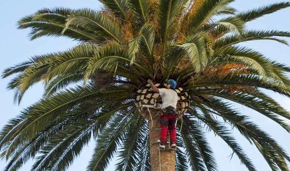 Premier Palm Trimming Services Tailored to Your Locale​